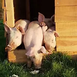 Hotel Hotel,herberg & De Smidse *