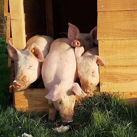 Hotell Hotel,herberg & De Smidse *